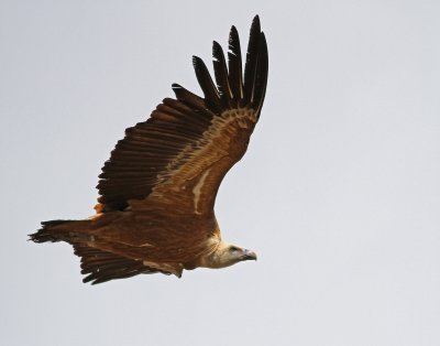 Eurasian Griffon Vulture - Gyps fulvus