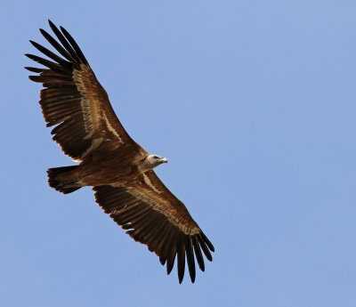 Eurasian Griffon Vulture - Gyps fulvus