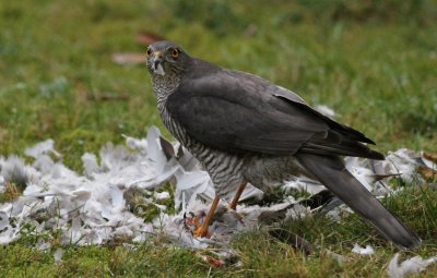 Female