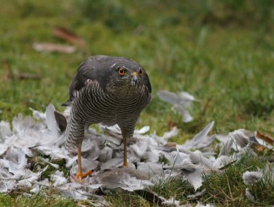 Female