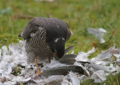 Female