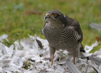 Female