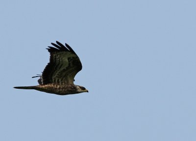 European Honey Buzzard - Pernis apivorus