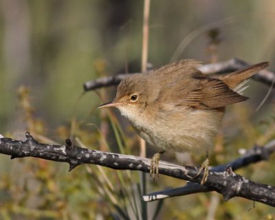 European Reed Warbler - Acrocephalus scirpaceus