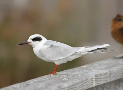 Forster's Tern - Sterna forsteri