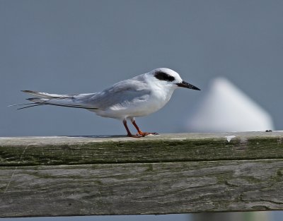 Forster's Tern - Sterna forsteri