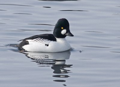 Goldeneye - Bucephala clangula