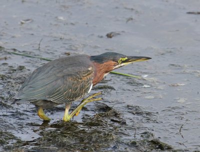 Green Heron - Butorides virescens