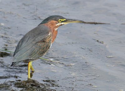 Adult