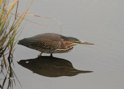 Juvenile