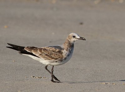 Laughing Gull - Leucophaeus atricilla