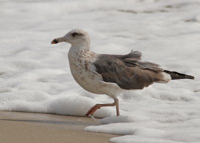 Lesser Black-backed Gull - Larus fuscus