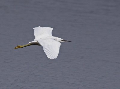Juvenile