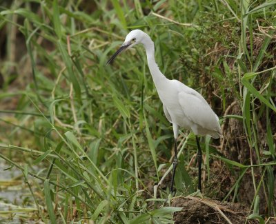 Little Egret - Egretta garzetta