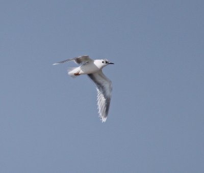 Little Gull - Hydrocoloeus minutus