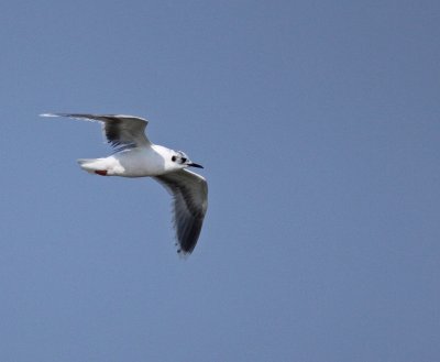 Second winter (very worn plumage)