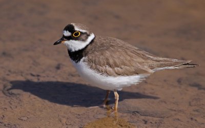 Adult