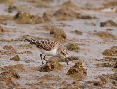 Little Stint - Calidris minuta