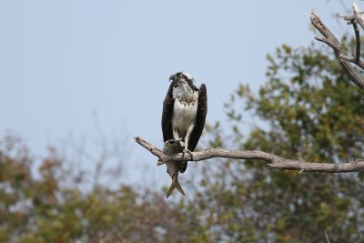 Osprey - Pandion haliaetus