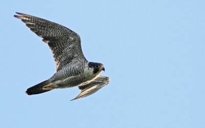 Adult
