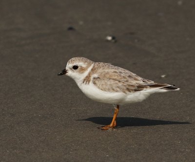 Piping Plover - Charadrius melodus