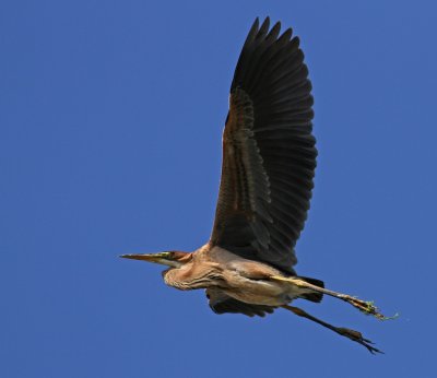 Purple Heron - Ardea purpurea