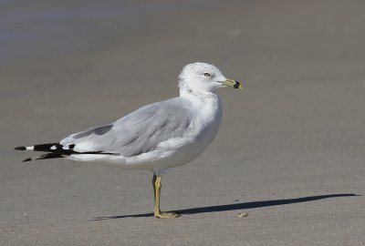 Adult winter