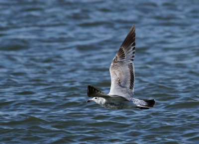 Ring-billed Gull - Larus delawarensis