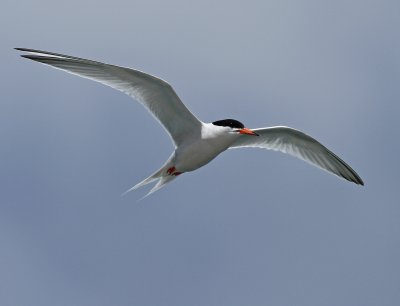 Roseate Tern - Sterna dougallii