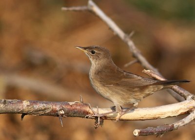 Juvenile