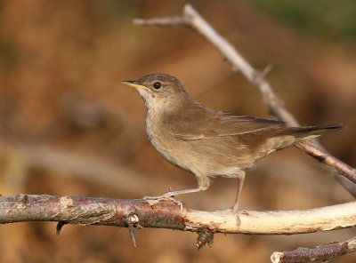 Juvenile