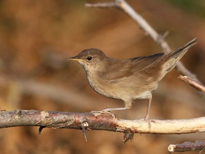 Juvenile
