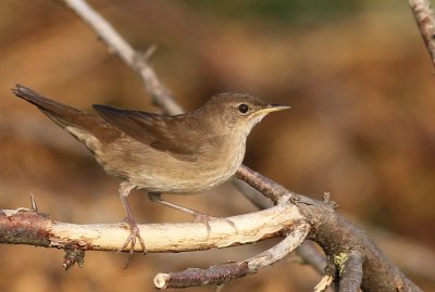 Juvenile