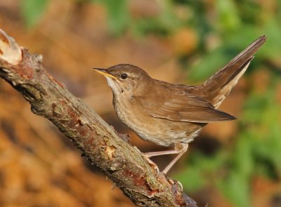 Juvenile