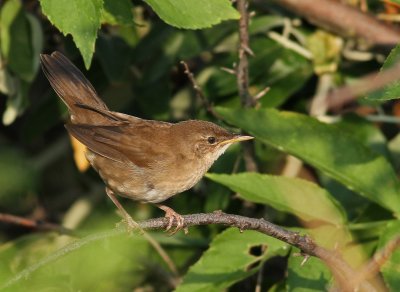 Juvenile