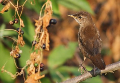Juvenile