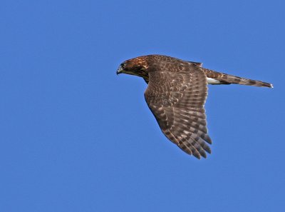 Juvenile