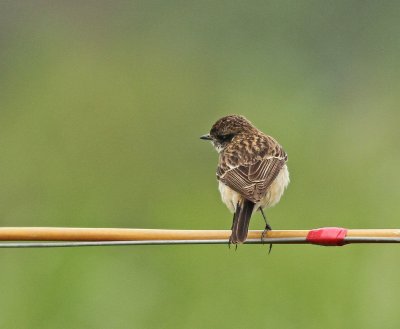 Stejneger's Stonechat - Saxicola stejnegeri