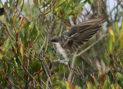 Tree Swallow - Tachycineta bicolor
