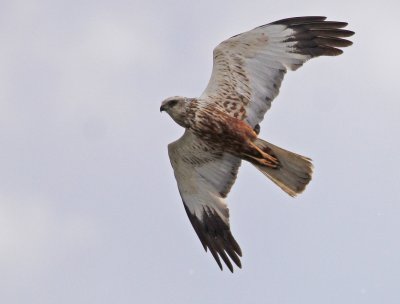 Western Marsh Harrier - Circus aeruginosus