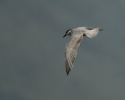 Whiskered Tern - Chlidonias hybrida