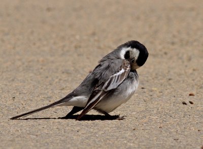 White Wagtail - Motacilla alba