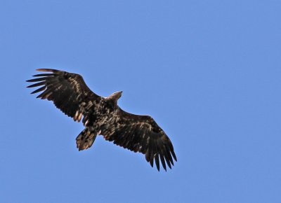 White-tailed Eagle - Haliaeetus albicilla