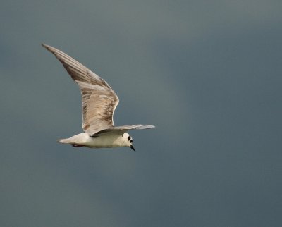White-winged Tern - Chlidonias leucopterus