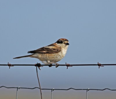 Woodchat Shrike - Lanius senator