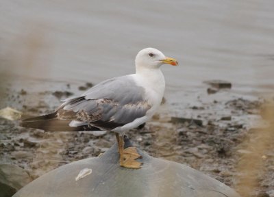 Yellow-legged Gull - Larus michahellis