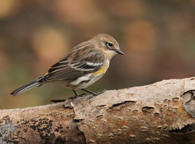Yellow-rumped Warbler - Dendroica coronata