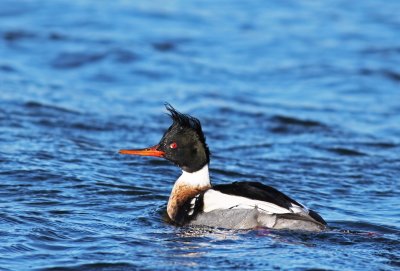 Adult male