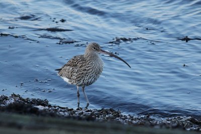 Eurasian Curlew - Numenius arquata