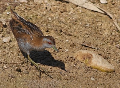 Adult